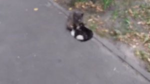 Котята пьют молоко