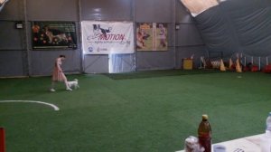 Открытый фристайл Моисеева Ольга парсон-рассел терьер CRAZY PRINCESS EQUUS