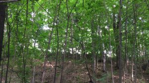 По ту сторону изгороди