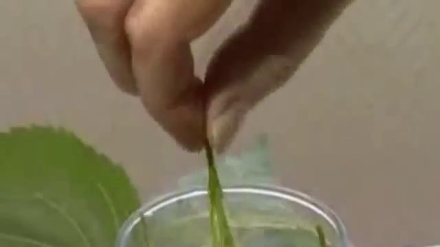 Липа мелколистная Рецепты из липы смотреть онлайн