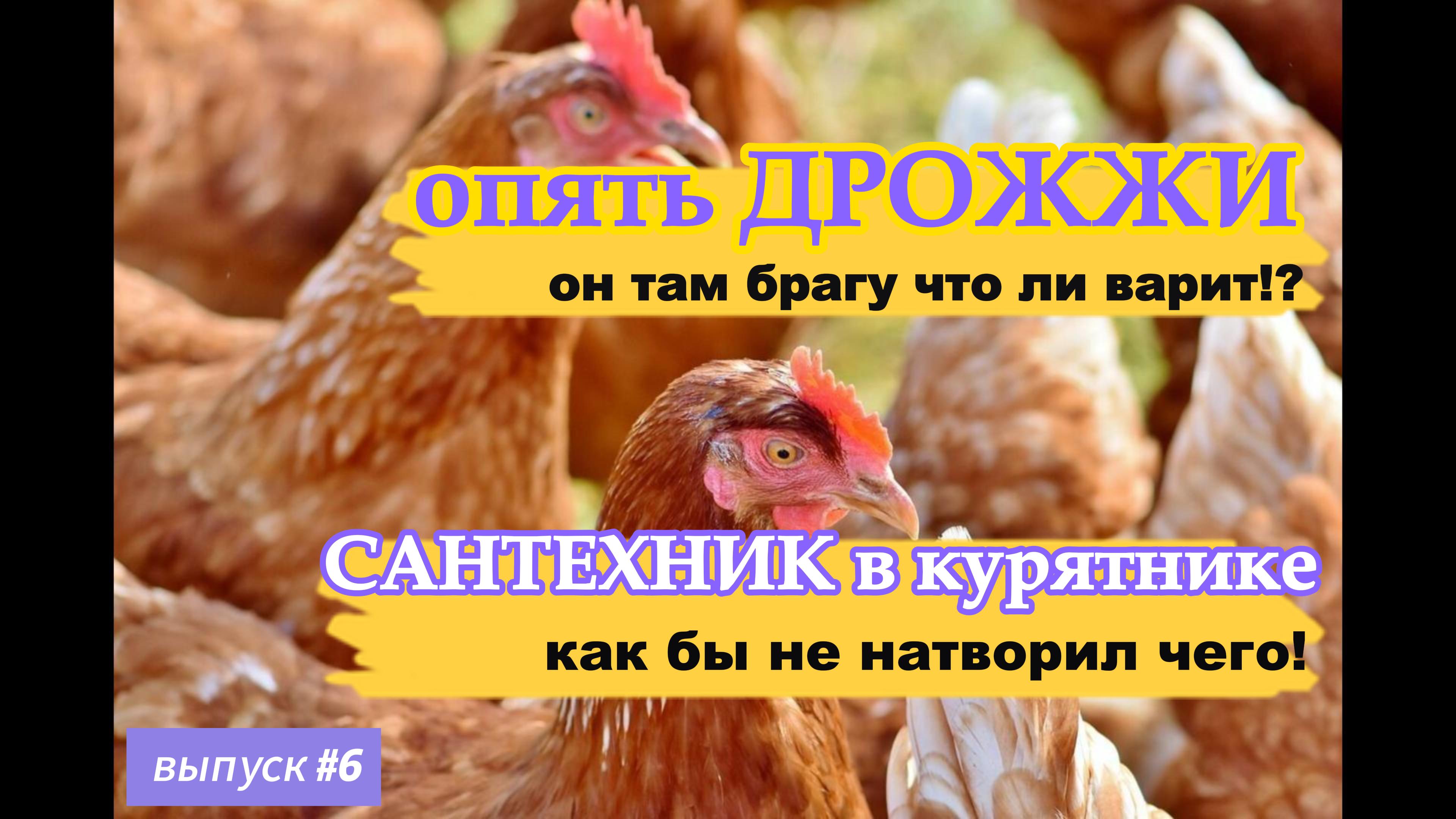 #6 Опять дрожжи - он там брагу что-ли варит? Сантехник в курятнике