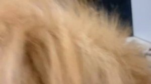 Щенкам шпица 2 месяца