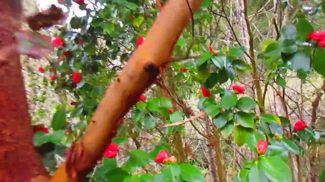 Red Camellia in bloom смотреть онлайн