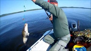 Трофейный Сом на Каме