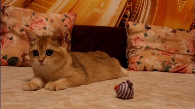 КОТИК БРИТАНСКАЯ ЗОЛОТАЯ ШИНШИЛЛА BRI ny 12 смотреть онлайн