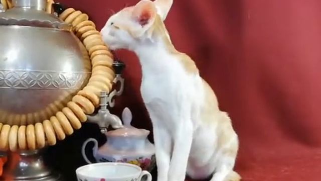 Как выглядит породистый котенок ориентальной породы с документами