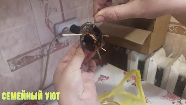 Как вырастить авокадо с косточки. Часть 1 смотреть онлайн