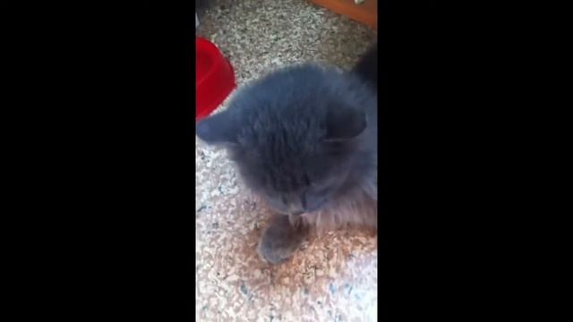 Мой саблезубый кот смотреть онлайн