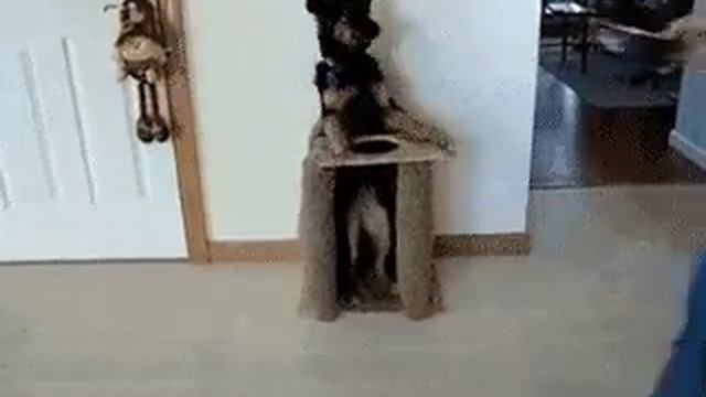 Собака умнее человека