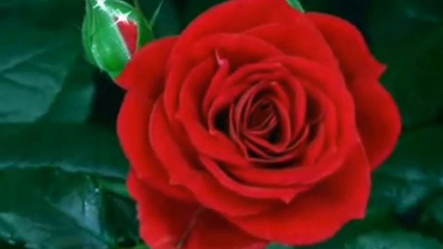 КРАСНЫЕ РОЗЫ поет ГАЛИНА БЕЗПРОЗВАННАЯ 2012 смотреть онлайн