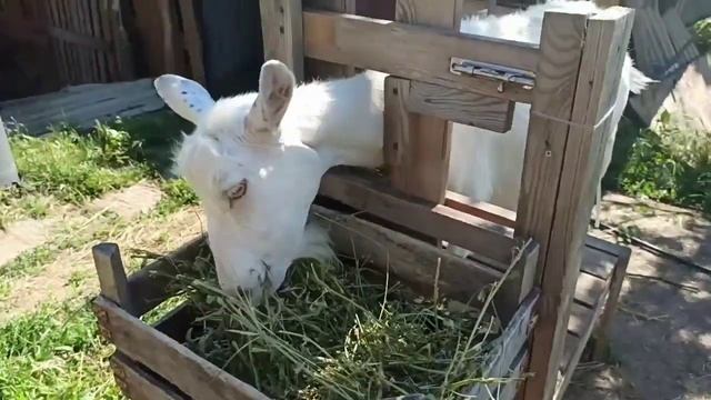 ❤️Доильный станок для коз своими руками. Размеры станка.Коза спокойно стоит на дойке. Козы. Козлята