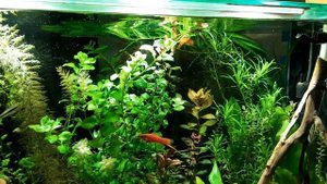 Донный фильтр в травнике