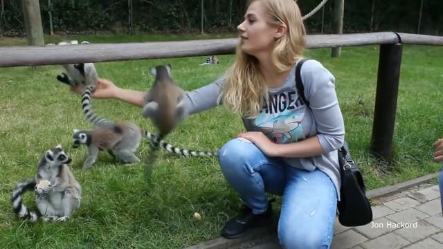 FUNNY LEMURS | СМЕШНЫЕ ЛЕМУРЫ