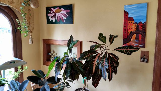 Croton Care: What to Know смотреть онлайн