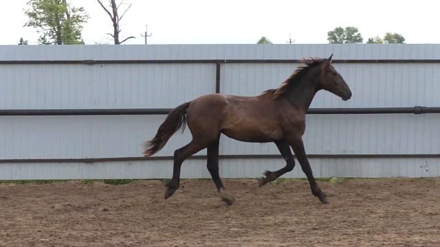 ЖОСТОВ смотреть онлайн