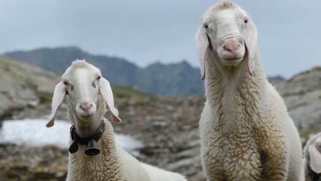 Секреты кормления овец | Овцеводство | Кормление овец в стойле и на пастбище | Что едят овцы