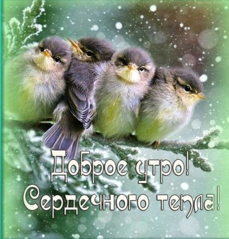 Доброго зимнего утра! СЕРДЕЧНОГО ТЕПЛА!