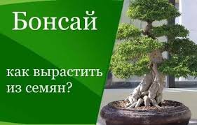 Как вырастить бонсай.