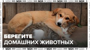 Эксперты рассказали, куда сообщать о жестоком обращении с животным - Москва 24