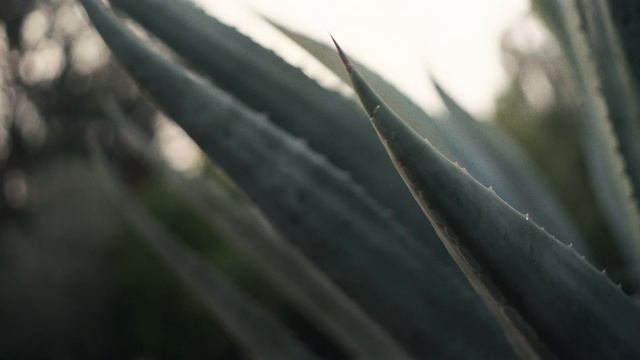 Best Made Spirit of the Pacific | Doug Richardson and the Agave Revolution смотреть онлайн