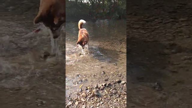 Хаски ныряет под воду. Сахалин. Гуляем на речке. смотреть онлайн
