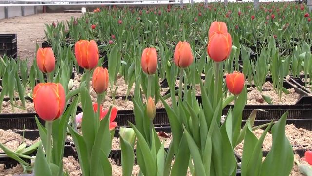 Тюльпаны по русски. Tulips in Russian. смотреть онлайн