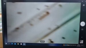 видео Мастер класс в рамках проекта Точка роста, биология