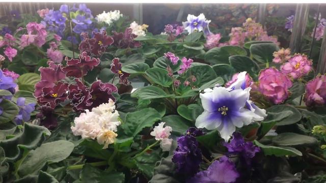 Обзор моей коллекции фиалок смотреть онлайн