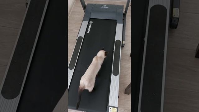 Как быстро похудеть Кошка Сима и беговая дорожка Cat and treadmill #shorts смотреть онлайн