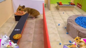 Хомяки в Гиганском торговом центре ? Хомура Хам Питомцы