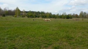 Пастушья служба- бордер колли- возвращение овец к пастуху