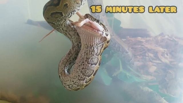 Кормление ПИТОНА (python Molurus/sebae)