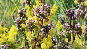 Медовое и сиреневое. Подмаренник и белокудренник