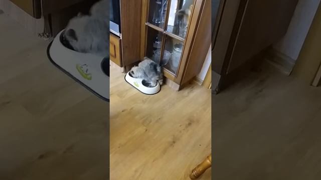 Продажа щенков померанского шпица смотреть онлайн