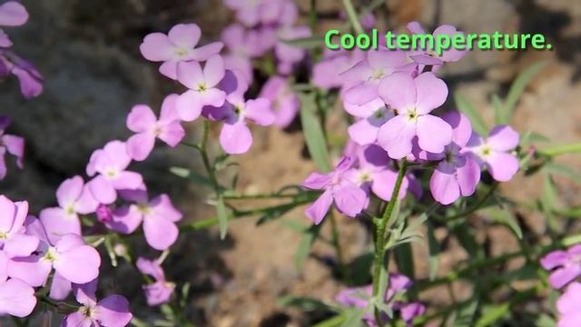 Matthiola Growing Guide смотреть онлайн