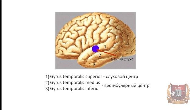 Обзор черепных нервов: I-IV; VI; VIII; XI; XII смотреть онлайн