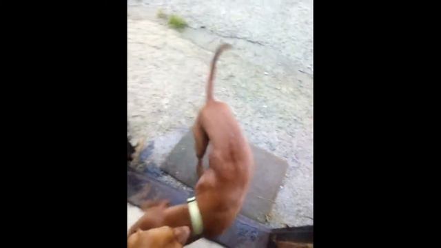 Охота поиска - Дождик и выжлы смотреть онлайн