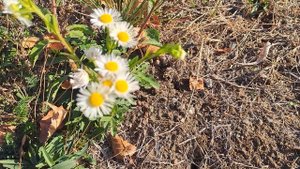 МЕЛКОЛЕПЕСТНИК ОДНОЛЕТНИЙ !