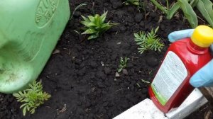 ПЕРВАЯ ВАЖНАЯ ПОДКОРМКА ПЕТУНИИ КУСТОВОЙ В ОТКРЫТОМ ГРУНТЕ. ОБЗОР ПЕРВЫХ ЦВЕТОНОСОВ .