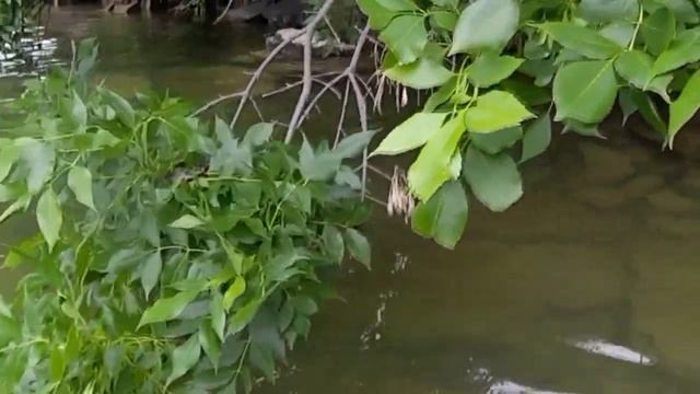 Зашёл в воду и начал ловить рыбу, почему сразу не подумал? смотреть онлайн