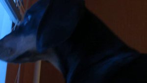 Dachshund howling Такса воет