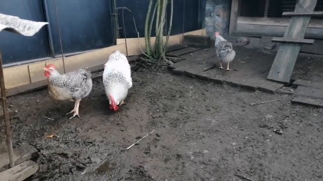 КУРЫ Борковская Барвисьая 300 яиц в год смотреть онлайн