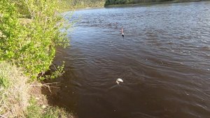 Рыбалка на Иркуте. Сорога гнёт махало. Открытие сезона жидкой воды.
