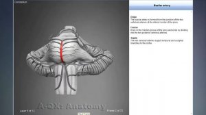 Basilar artery | Arteries of head and neck | 3D Human Anatomy | Organs
