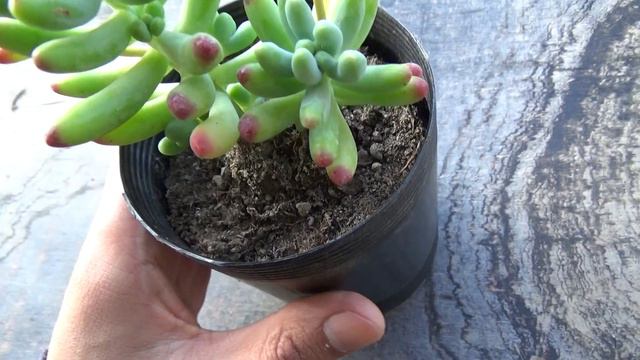SEDUM | PLANTA SEDUM RUBROTINCTUM | CUIDADOS | 🌵🌿🌵 смотреть онлайн