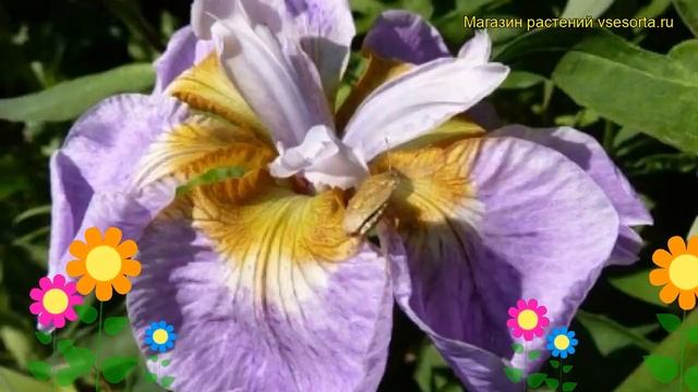 Ирис сибирский Рикуги Сакура. Краткий обзор, описание характеристик iris sibirica Rikugi Sakura смотреть онлайн