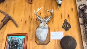 Nastya and an exciting trip to Las Vegas with friends