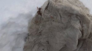 Зимняя стратификация кедрового стланика. Небольшой обзор.
