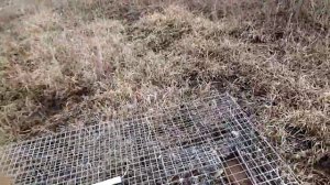 Есть 4 фазана на 2 ловушки