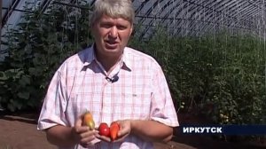Иркутские селекционеры вывели новый сорт помидоров